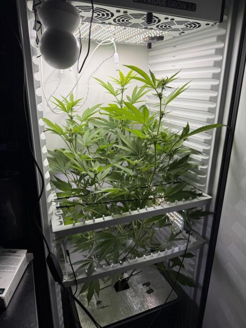 Fridgegrow 2.0 | Pop Rockets #14. Week 5
