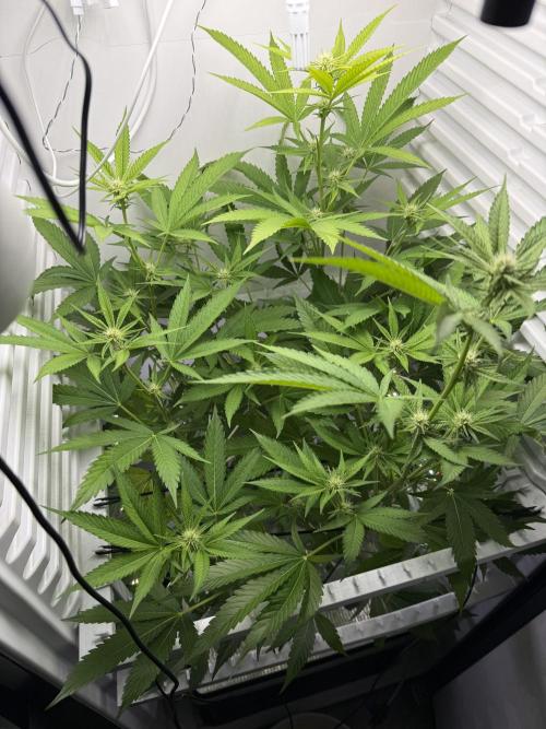 Fridgegrow 2.0 | Pop Rockets #14. Week 5