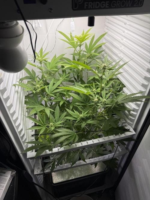 Fridgegrow 2.0 | Pop Rockets #14. Week 5