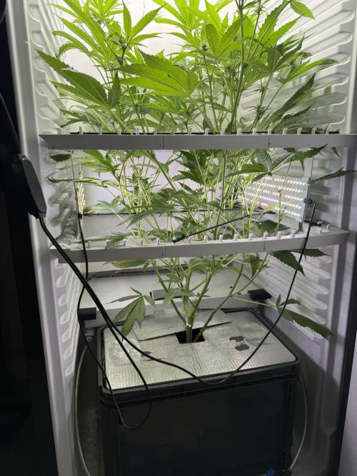 Fridgegrow 2.0 | Pop Rockets #14. Week 5