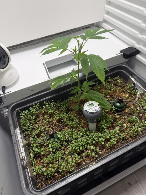 Fridgegrow 2.0 | Dantes Inferno. Week 2