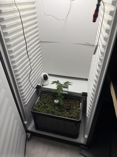 Fridgegrow 2.0 | Dantes Inferno. Week 2