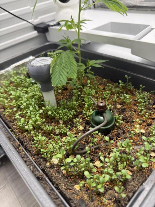 Fridgegrow 2.0 | Dantes Inferno. Week 2