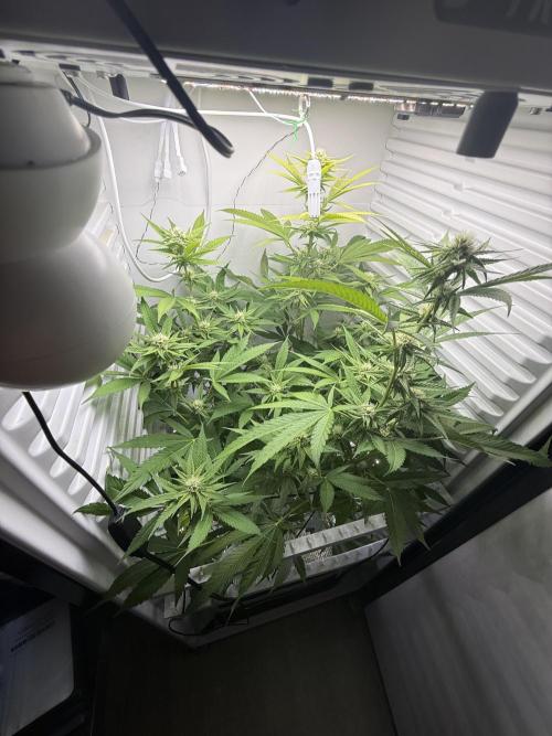 Fridgegrow 2.0 | Pop Rockets #14. Week 6