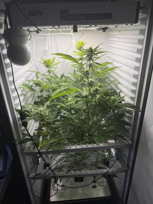 Fridgegrow 2.0 | Pop Rockets #14. Week 6
