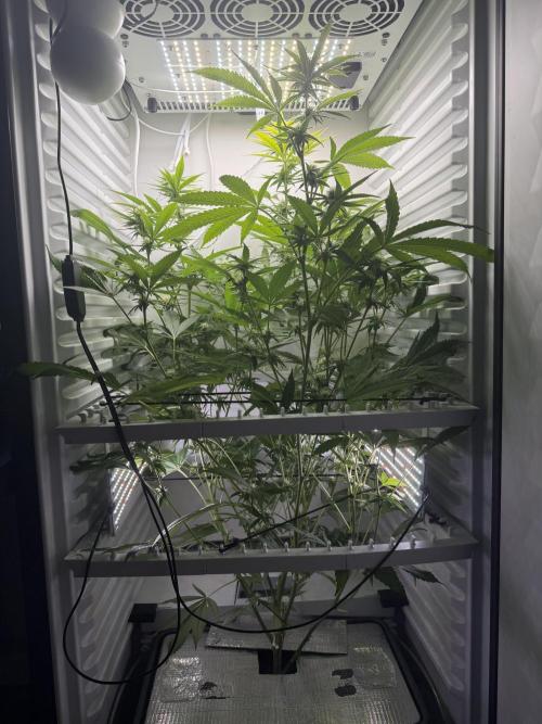 Fridgegrow 2.0 | Pop Rockets #14. Week 6