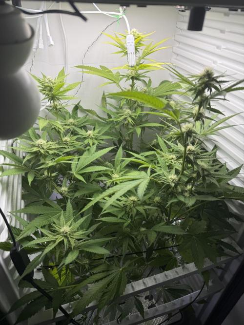Fridgegrow 2.0 | Pop Rockets #14. Week 6