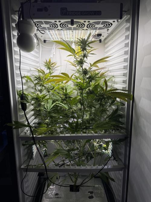 Fridgegrow 2.0 | Pop Rockets #14. Week 7