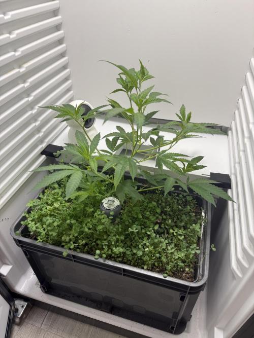Fridgegrow 2.0 | Dantes Inferno. Week 3