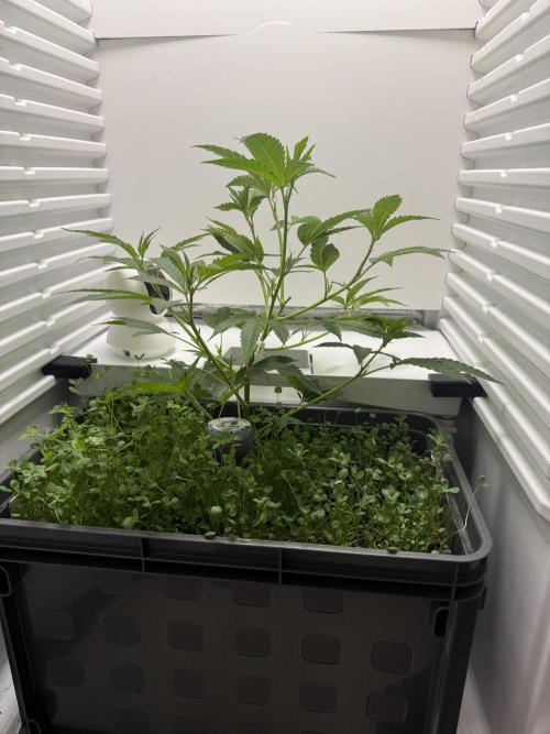 Fridgegrow 2.0 | Dantes Inferno. Week 3