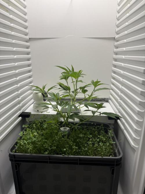 Fridgegrow 2.0 | Dantes Inferno. Week 3