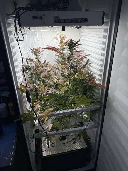 Fridgegrow 2.0 | Pop Rockets #14. Week 8