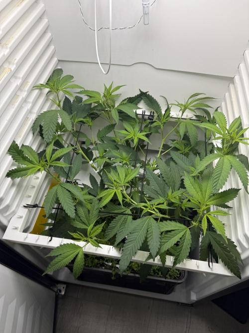 Fridgegrow 2.0 | Dantes Inferno. Week 4