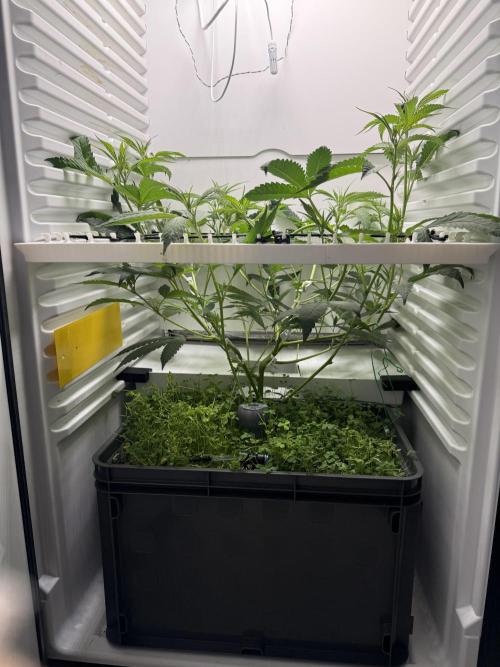 Fridgegrow 2.0 | Dantes Inferno. Week 4