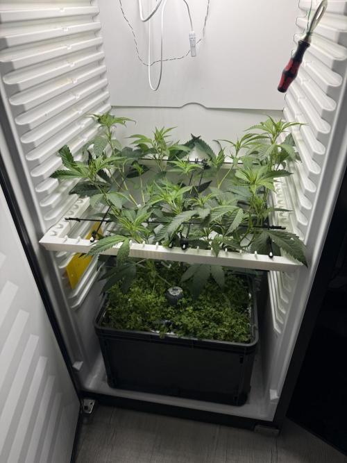 Fridgegrow 2.0 | Dantes Inferno. Week 4