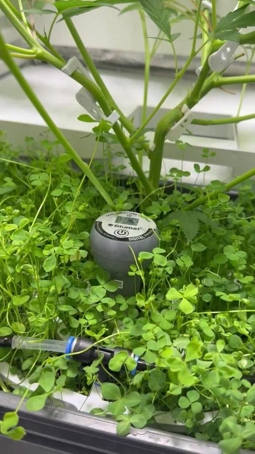 Fridgegrow 2.0 | Dantes Inferno