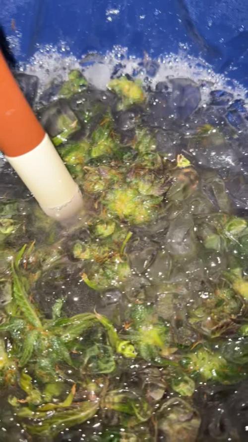 Fridgegrow 2.0 | Guava Auto RF3