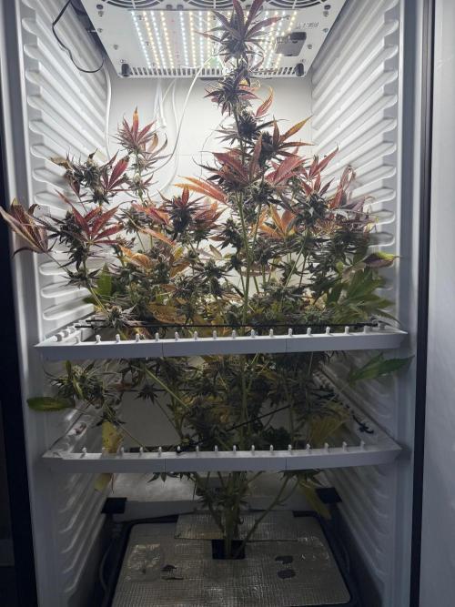 Fridgegrow 2.0 | Pop Rockets #14. Week 10