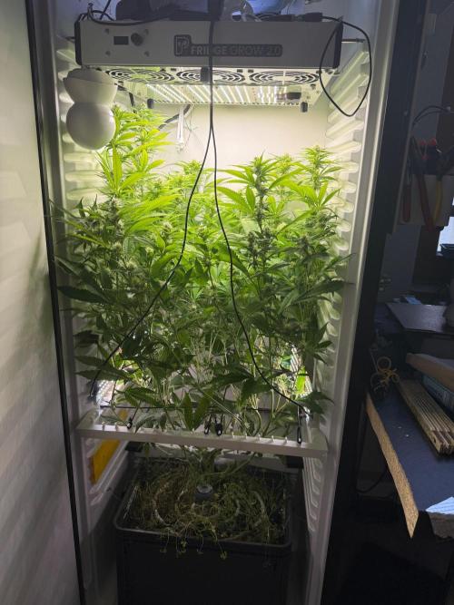 Fridgegrow 2.0 | Dantes Inferno. Week 6