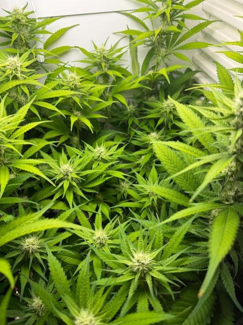 Fridgegrow 2.0 | Dantes Inferno. Week 6