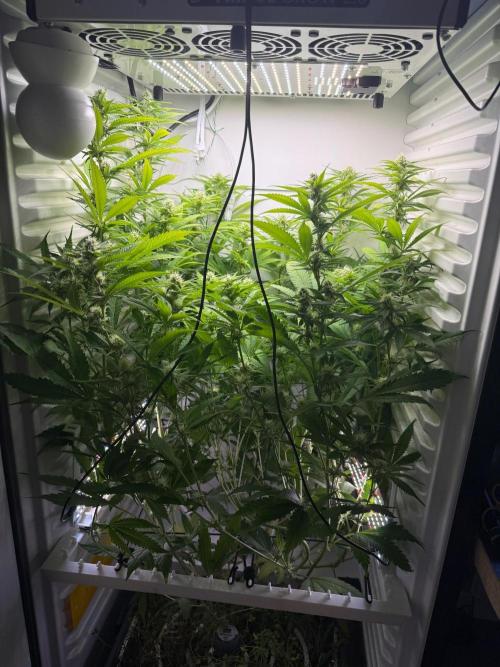 Fridgegrow 2.0 | Dantes Inferno. Week 6