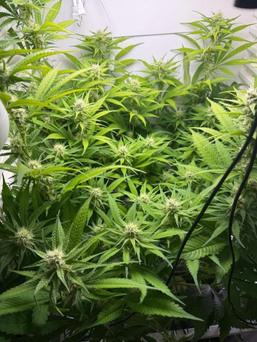 Fridgegrow 2.0 | Dantes Inferno. Week 6