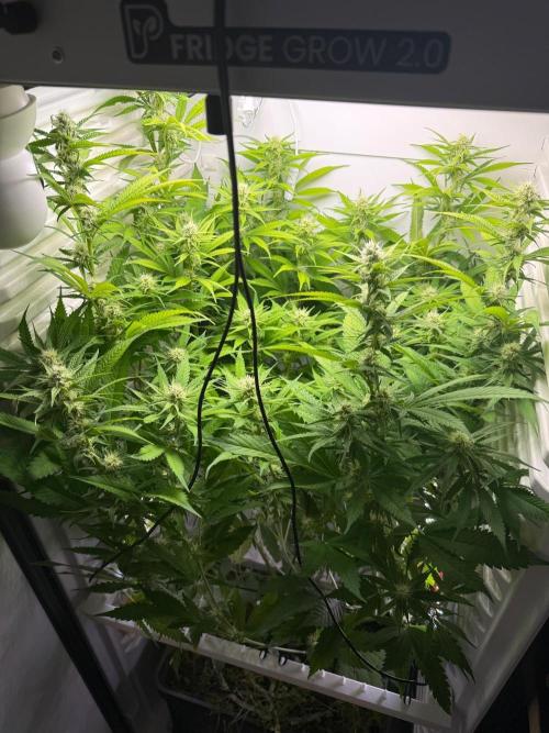 Fridgegrow 2.0 | Dantes Inferno. Week 6