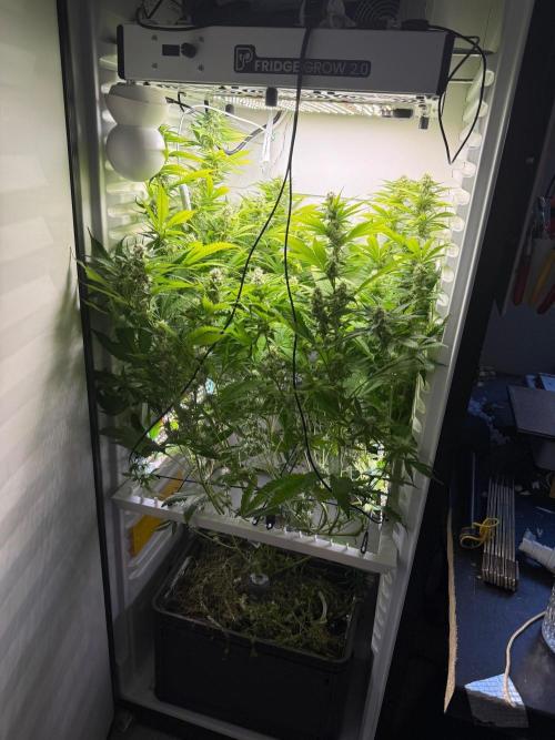Fridgegrow 2.0 | Dantes Inferno. Week 7