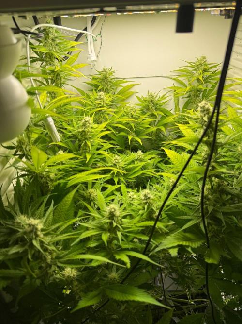 Fridgegrow 2.0 | Dantes Inferno. Week 7