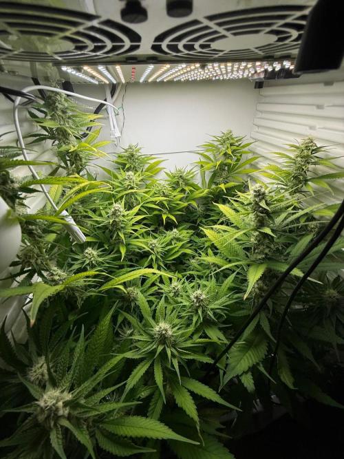 Fridgegrow 2.0 | Dantes Inferno. Week 7