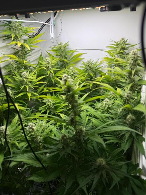 Fridgegrow 2.0 | Dantes Inferno. Week 7