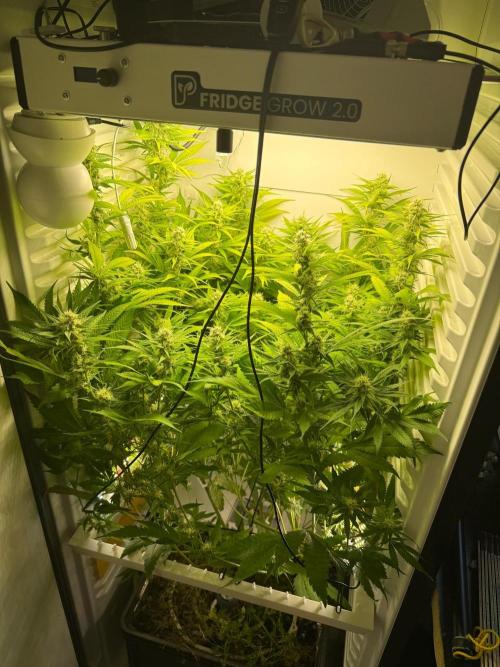 Fridgegrow 2.0 | Dantes Inferno. Week 7