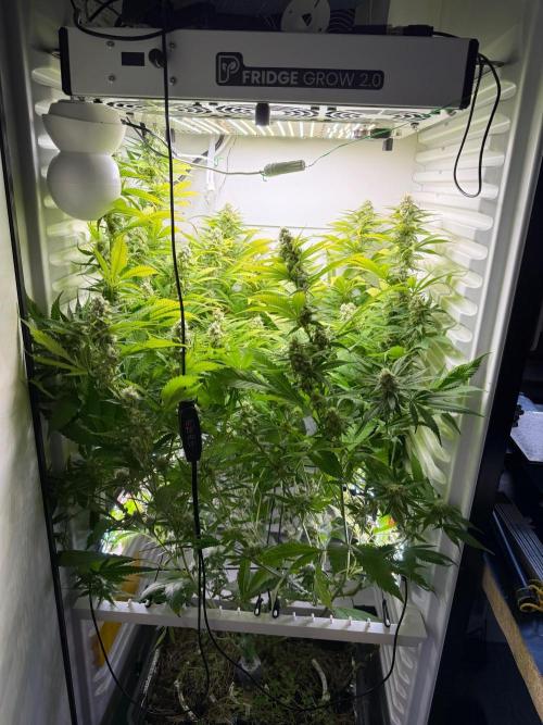 Fridgegrow 2.0 | Dantes Inferno. Week 8