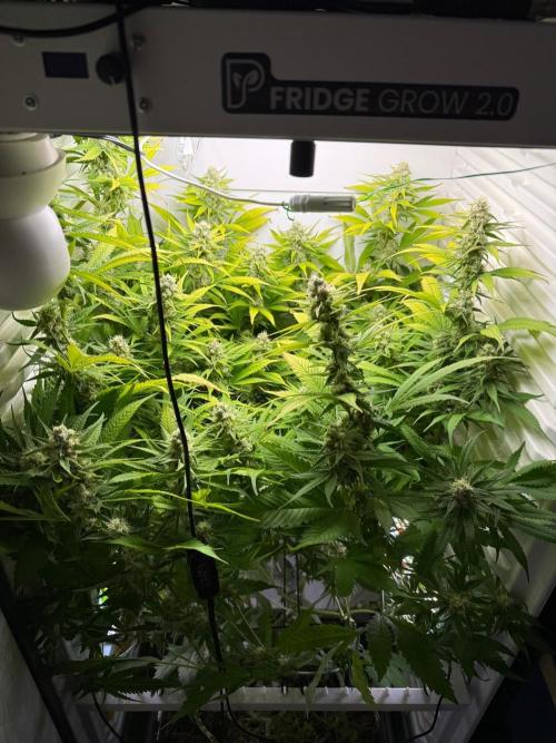 Fridgegrow 2.0 | Dantes Inferno. Week 8