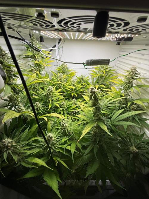 Fridgegrow 2.0 | Dantes Inferno. Week 8