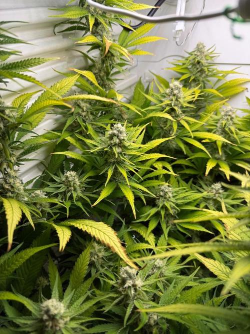 Fridgegrow 2.0 | Dantes Inferno. Week 8