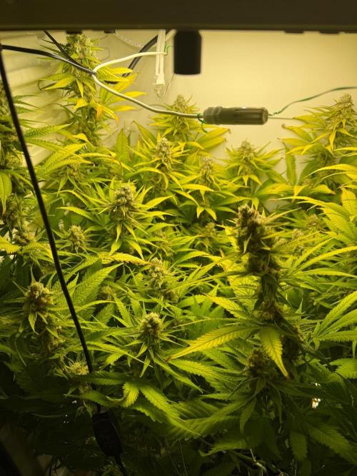 Fridgegrow 2.0 | Dantes Inferno. Week 9