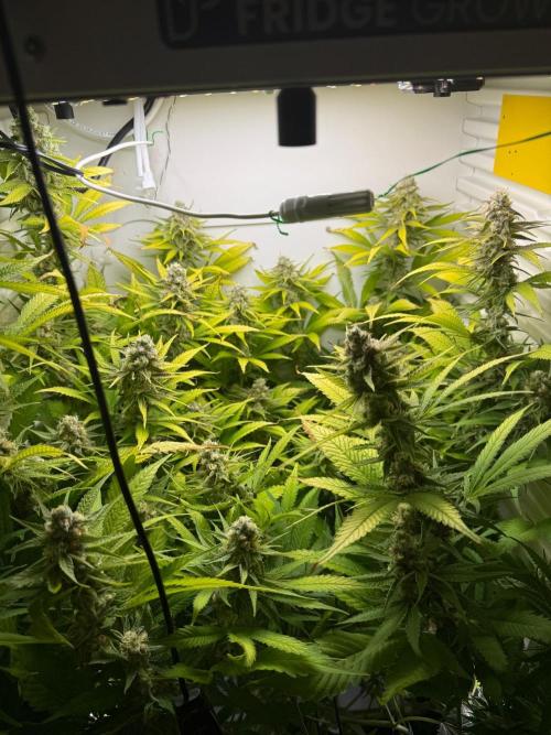 Fridgegrow 2.0 | Dantes Inferno. Week 9