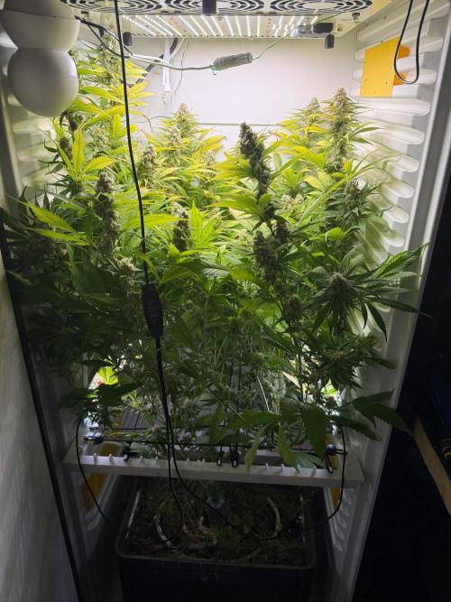 Fridgegrow 2.0 | Dantes Inferno. Week 9