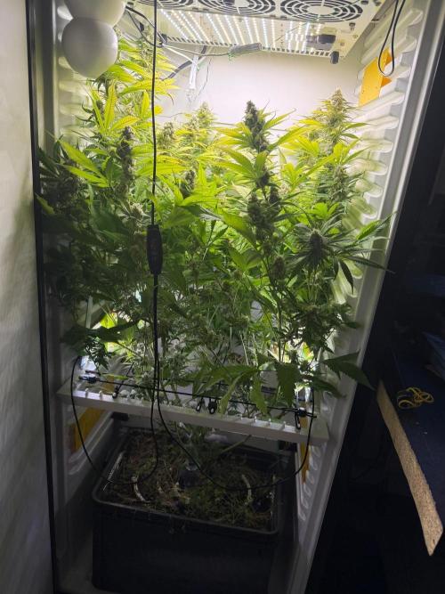 Fridgegrow 2.0 | Dantes Inferno. Week 9
