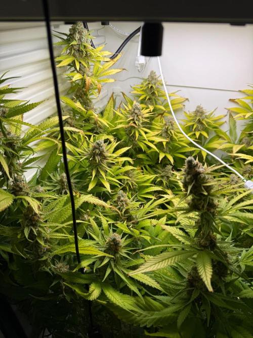 Fridgegrow 2.0 | Dantes Inferno. Week 10