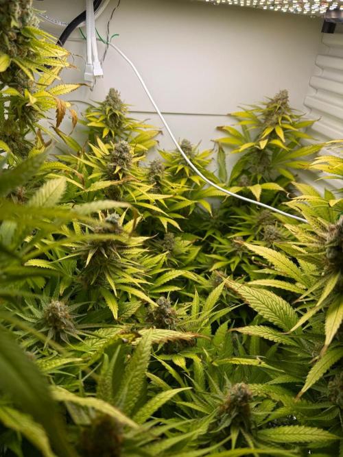 Fridgegrow 2.0 | Dantes Inferno. Week 10