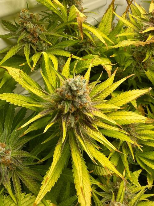 Fridgegrow 2.0 | Dantes Inferno. Week 10