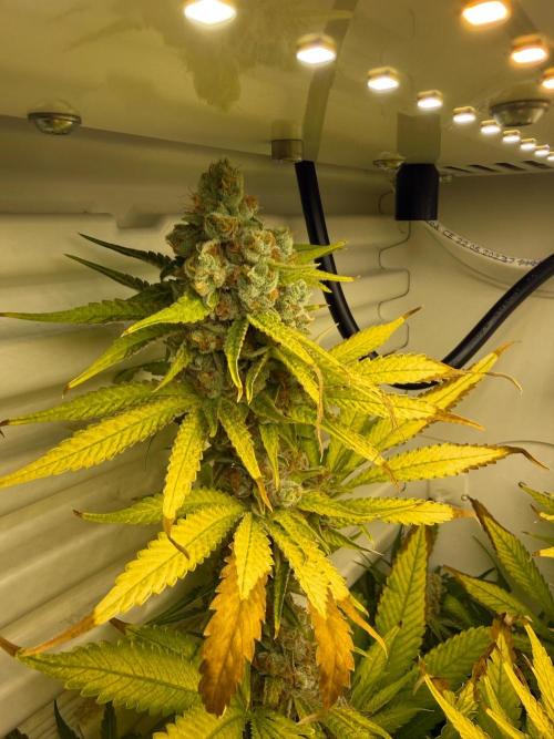 Fridgegrow 2.0 | Dantes Inferno. Week 10