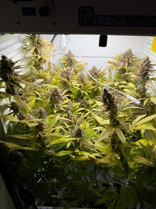 Fridgegrow 2.0 | Dantes Inferno. Week 11
