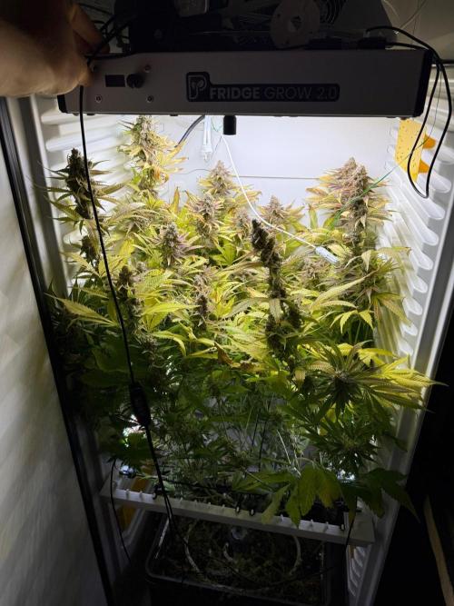 Fridgegrow 2.0 | Dantes Inferno. Week 11