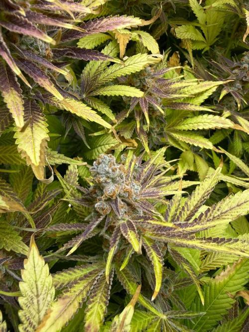 Fridgegrow 2.0 | Dantes Inferno. Week 11
