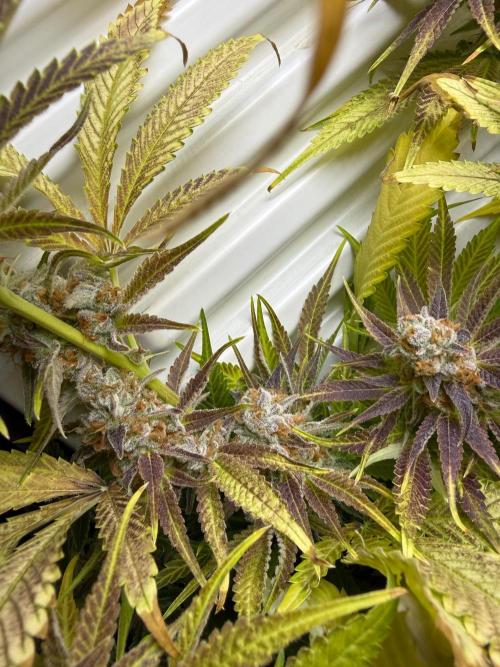 Fridgegrow 2.0 | Dantes Inferno. Week 11