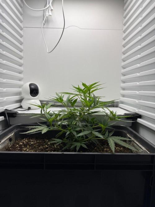 Fridgegrow 2.0 | Candy Store RBX. Week 1