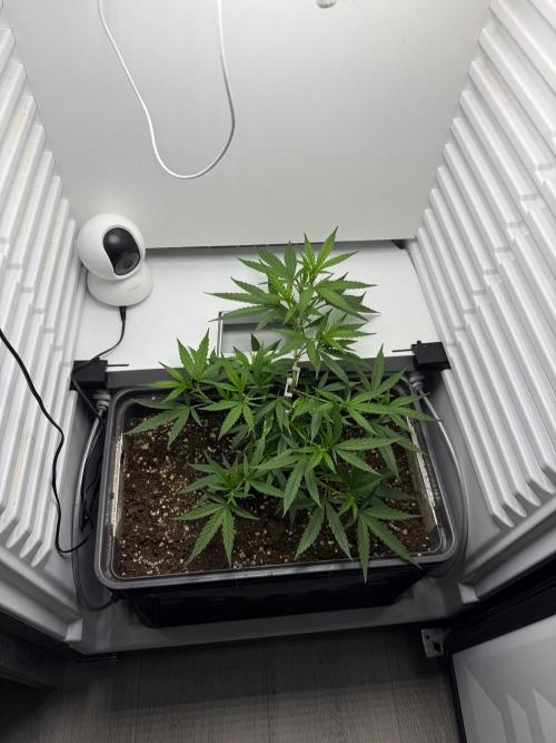 Fridgegrow 2.0 | Candy Store RBX. Week 1